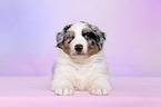 Australian Shepherd Welpe