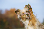 Australian Shepherd Portrait