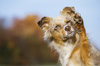 Australian Shepherd Portrait