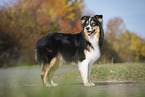 stehender Australian Shepherd