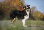 stehender Australian Shepherd