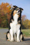 sitzender Australian Shepherd