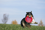 Australian Shepherd spielt Frisbee