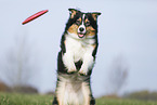 Australian Shepherd spielt Frisbee