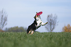 Australian Shepherd spielt Frisbee