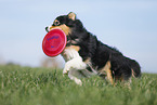 Australian Shepherd spielt Frisbee