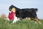 Australian Shepherd spielt Frisbee