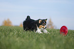 Australian Shepherd spielt Frisbee