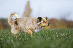 Australian Shepherd