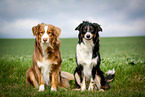 Australian Shepherds