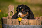 Australian Shepherd Welpe in Holzbottich