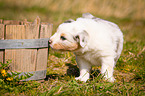 Australian Shepherd Welpe in Holzbottich