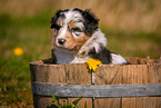 Australian Shepherd Welpe in Holzbottich