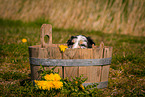 Australian Shepherd Welpe in Holzbottich