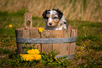 Australian Shepherd Welpe in Holzbottich