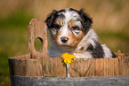 Australian Shepherd Welpe in Holzbottich