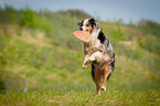 Australian Shepherd springt nach Frisbee