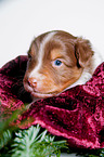 junger Australian Shepherd Welpe