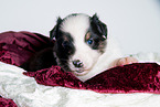 junger Australian Shepherd Welpe