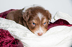 junger Australian Shepherd Welpe