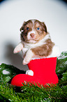 junger Australian Shepherd Welpe