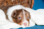 junger Australian Shepherd Welpe