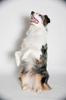 sitzender  Australian Shepherd