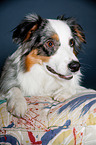 liegender Australian Shepherd