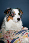 liegender Australian Shepherd