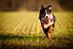 rennender Australian Shepherd