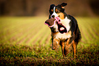 rennender Australian Shepherd