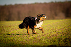rennender Australian Shepherd