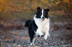 rennender Australian Shepherd