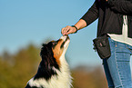 Frau mit Australian Shepherd