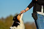 Frau mit Australian Shepherd