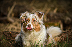 Australian Shepherd