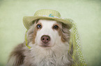 Australian Shepherd Portrait