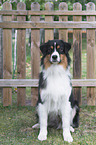 sitzender Australian Shepherd