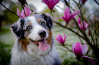 Australian Shepherd Portrait