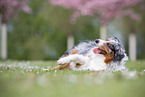 liegender Australian Shepherd