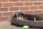 Australian Shepherd Welpe