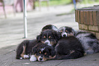 Australian Shepherd Welpen