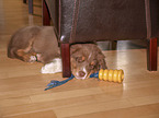 Australian Shepherd Welpe