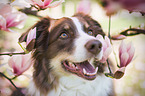 Australian Shepherd Hndin