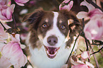 Australian Shepherd Hndin