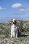 sitzender Australian Shepherd
