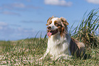 liegender Australian Shepherd