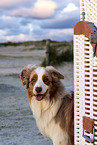 Australian Shepherd Portrait