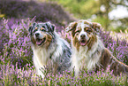 Australian Shepherds