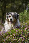 sitzender Australian Shepherd